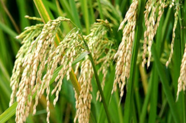 Crop Insurance